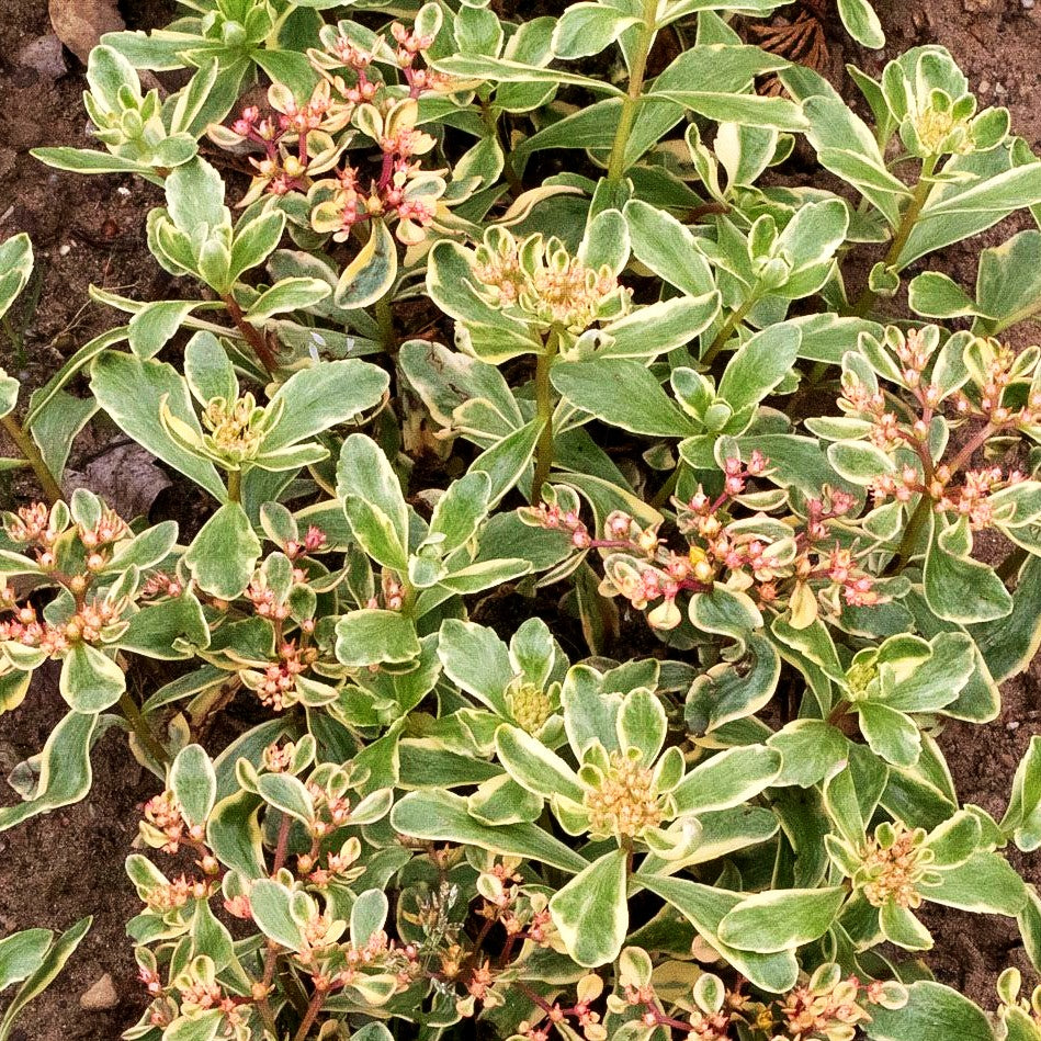 Buntlaubiges Fettblatt 'Variegatum' (Sedum kamtschaticum)