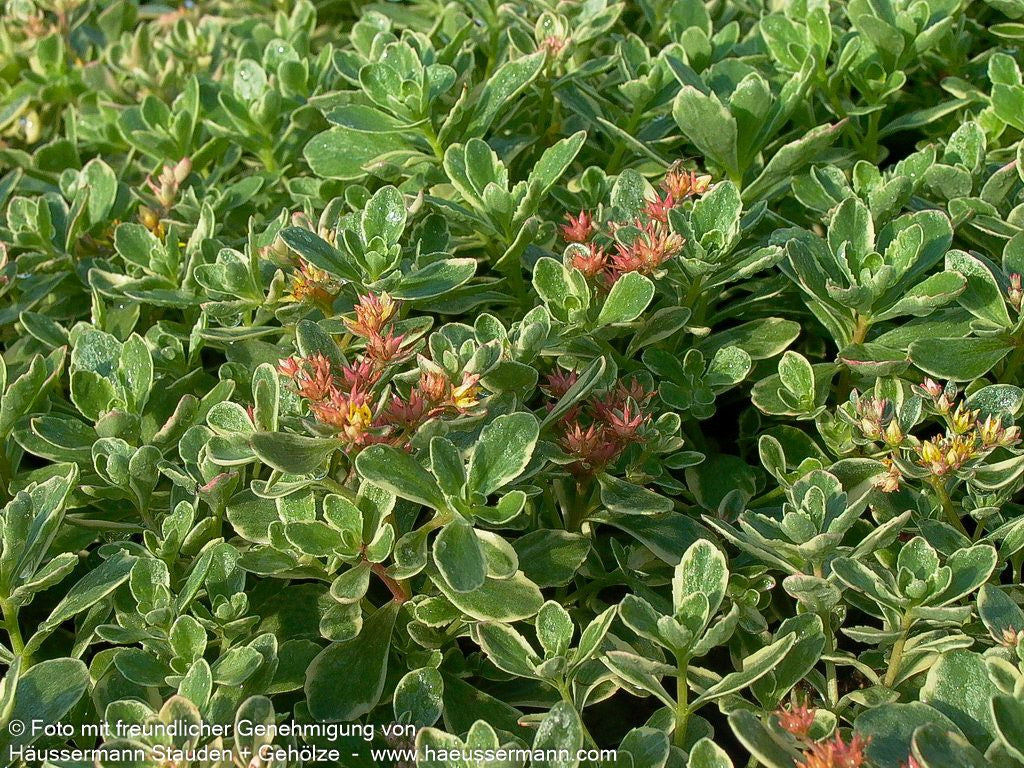 Buntlaubiges Fettblatt 'Variegatum' (Sedum kamtschaticum)