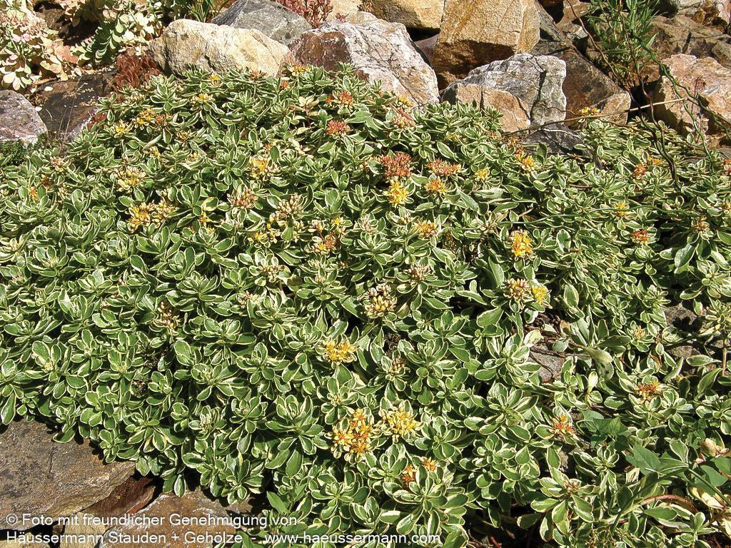 Buntlaubiges Fettblatt 'Variegatum' (Sedum kamtschaticum)