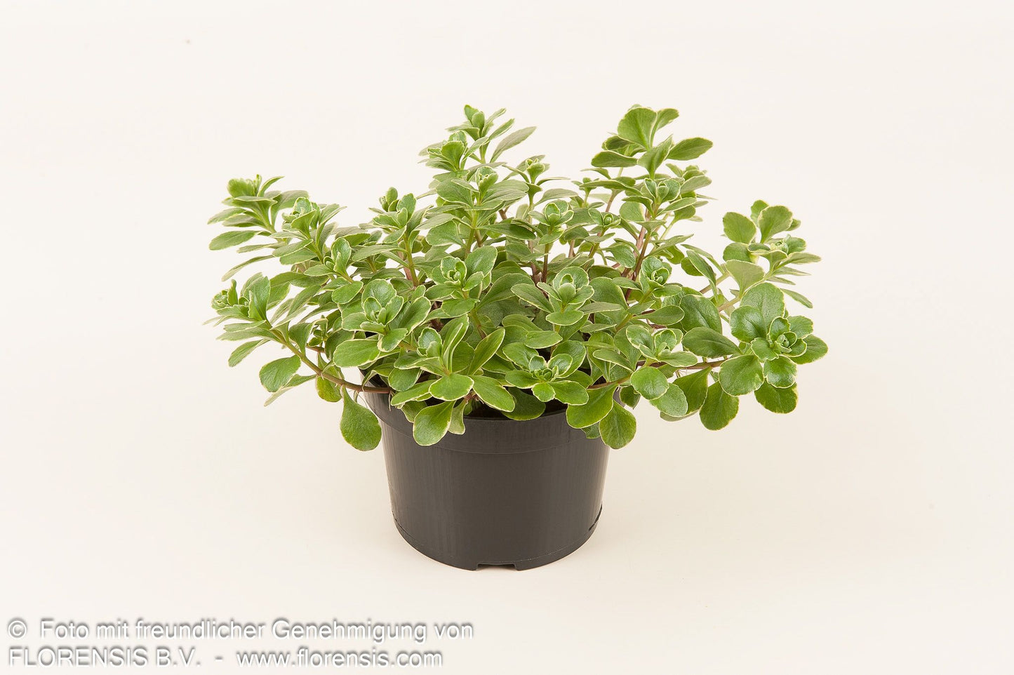 Buntlaubiges Fettblatt 'Variegatum' (Sedum kamtschaticum)