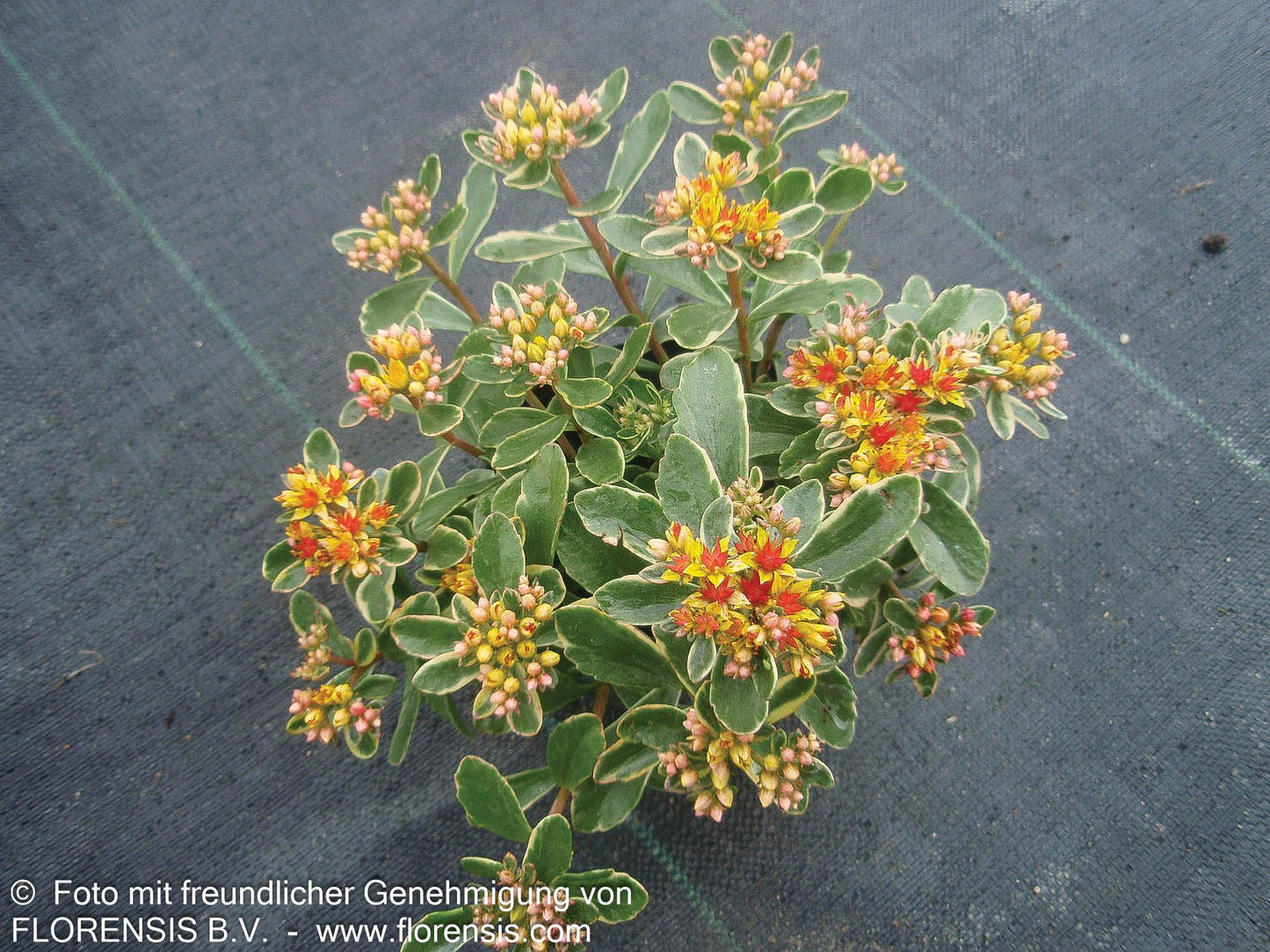 Buntlaubiges Fettblatt 'Variegatum' (Sedum kamtschaticum)