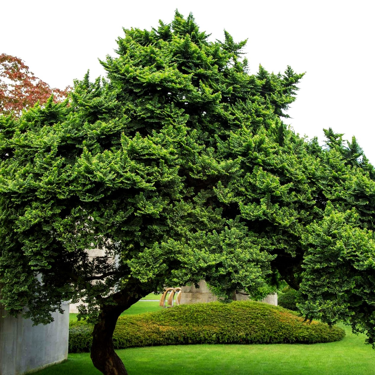Buschige Feld-Ulme 'Jacqueline Hillier' (Ulmus minor)