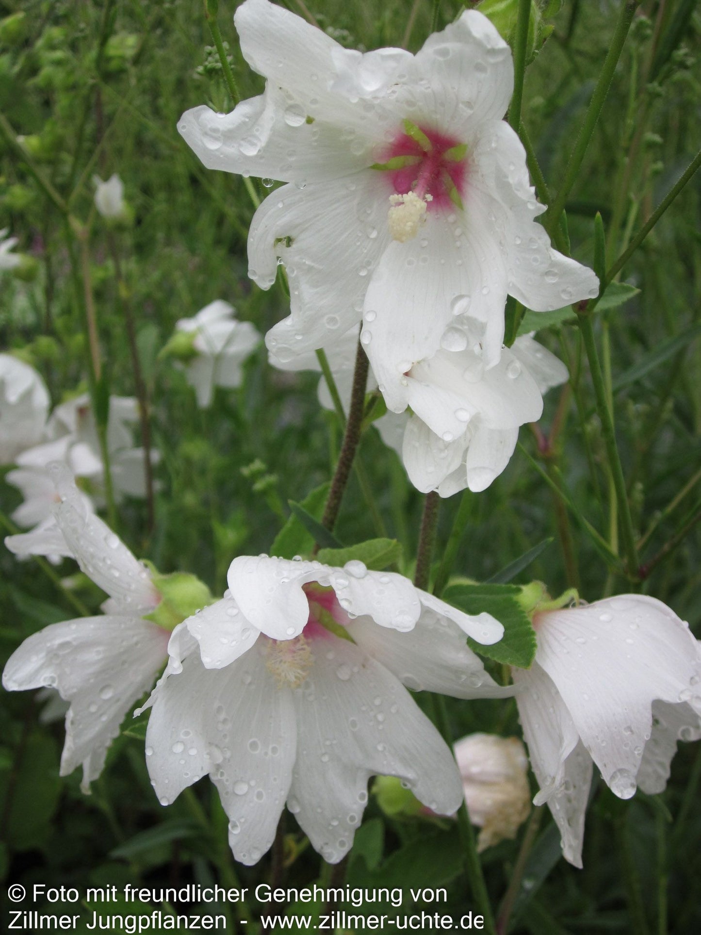 Buschmalve 'Barnsley Baby' (Lavatera x olbia)