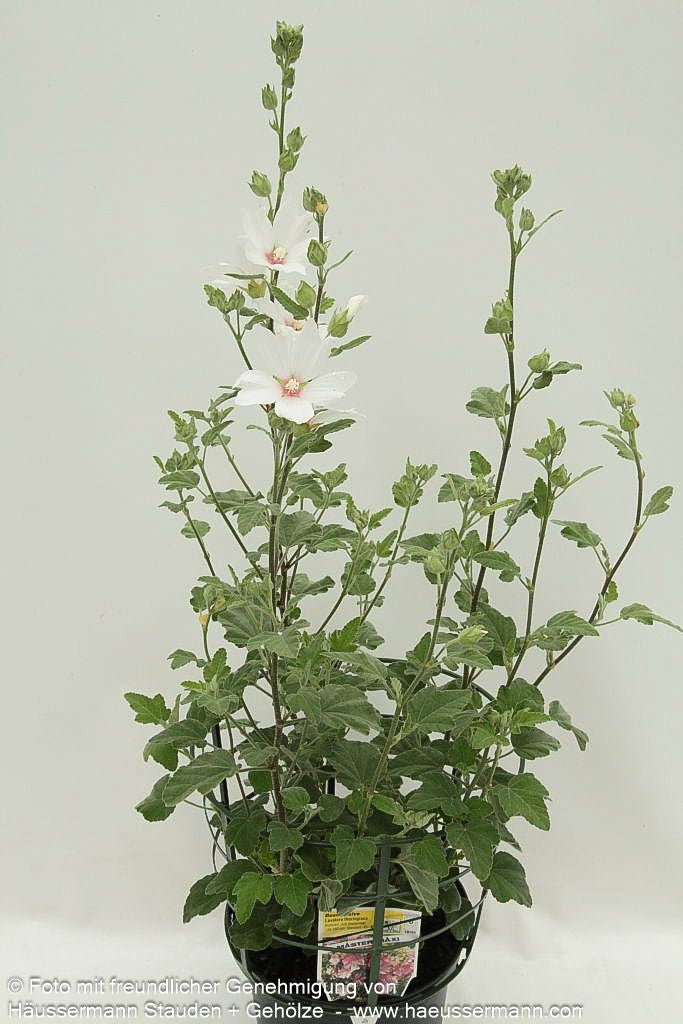 Buschmalve 'Barnsley Baby' (Lavatera x olbia)
