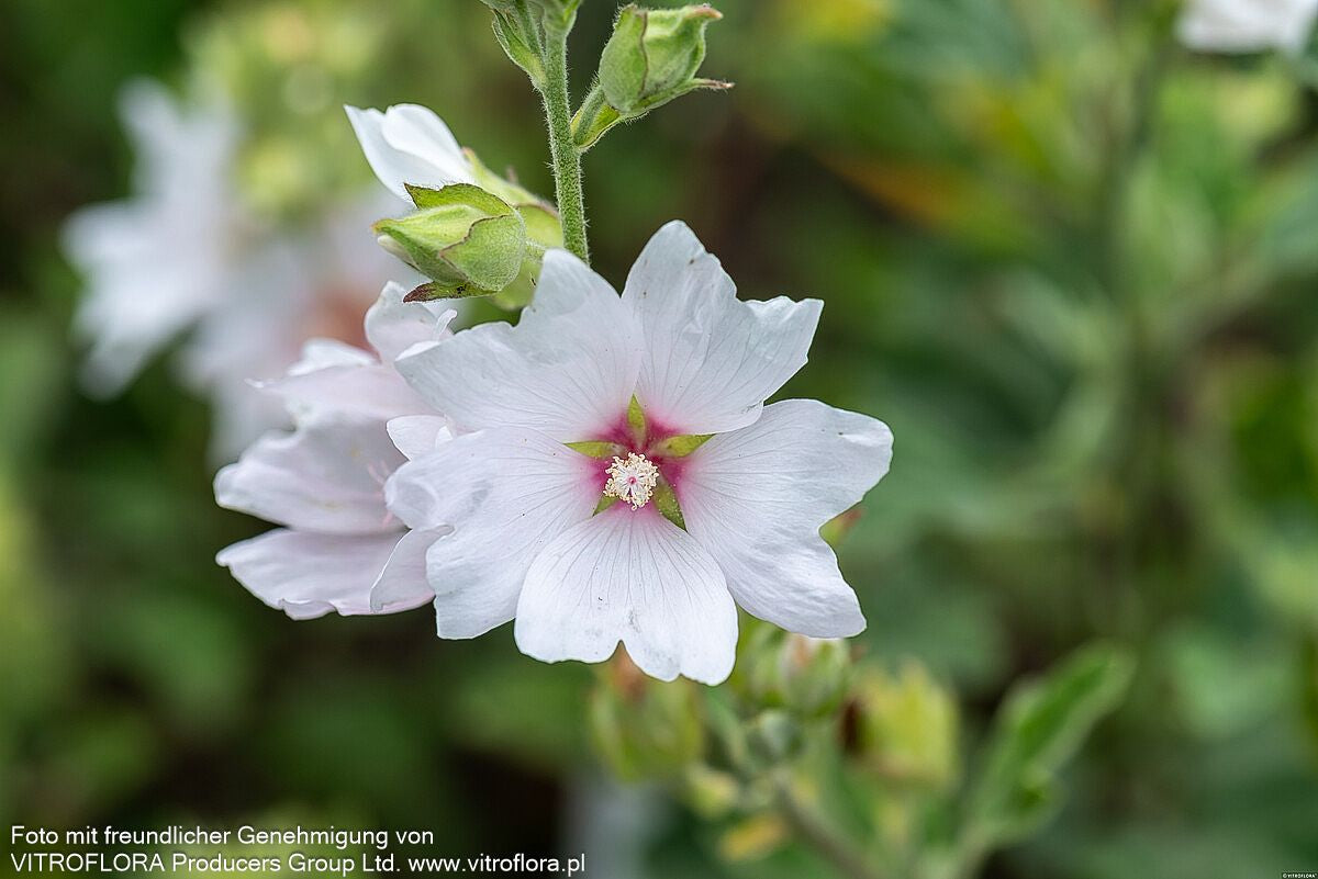 Buschmalve 'Barnsley Baby' (Lavatera x olbia)