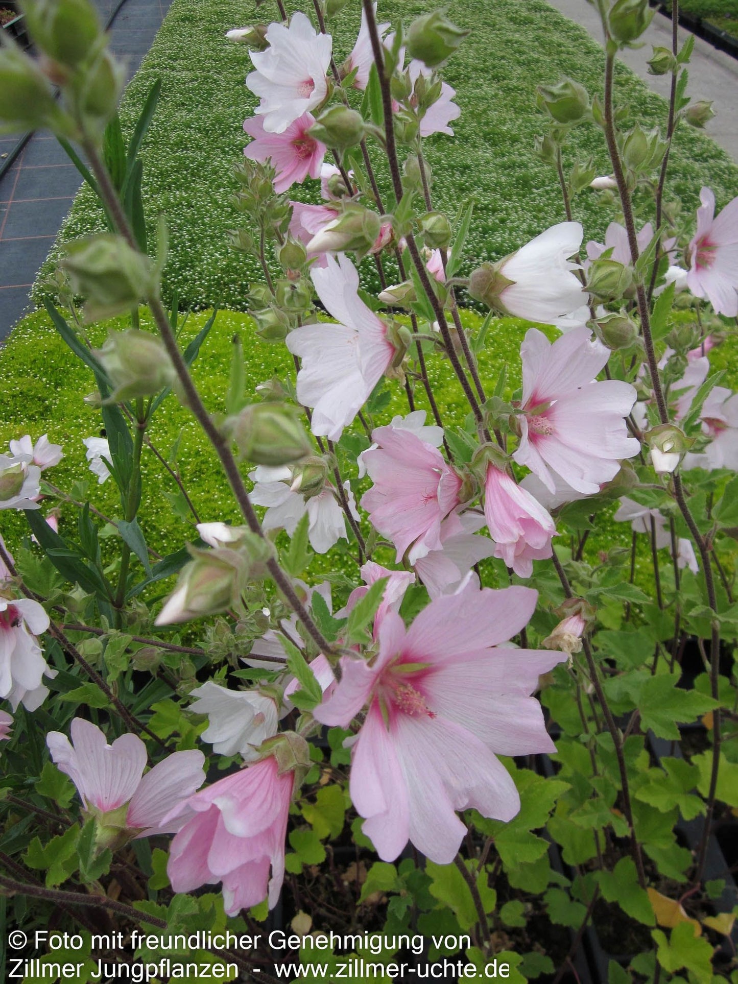 Buschmalve 'Candy Floss' (Lavatera x olbia)