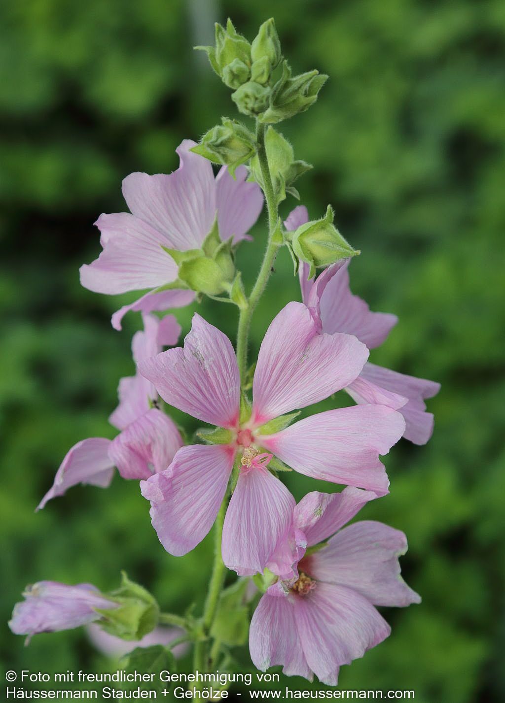 Buschmalve 'Candy Floss' (Lavatera x olbia)