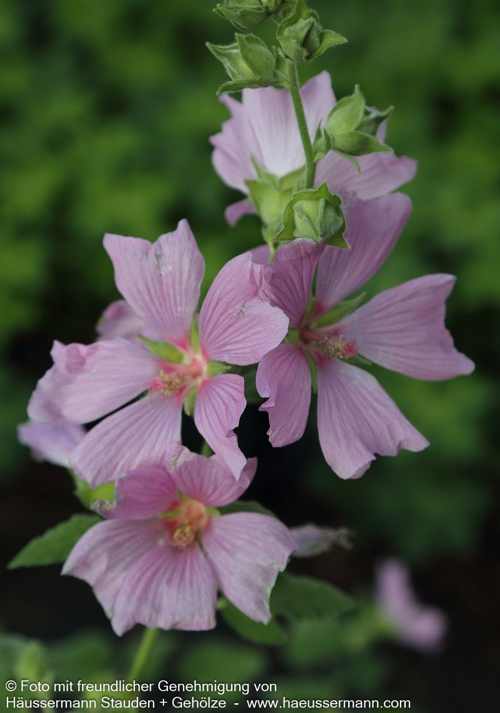 Buschmalve 'Candy Floss' (Lavatera x olbia)