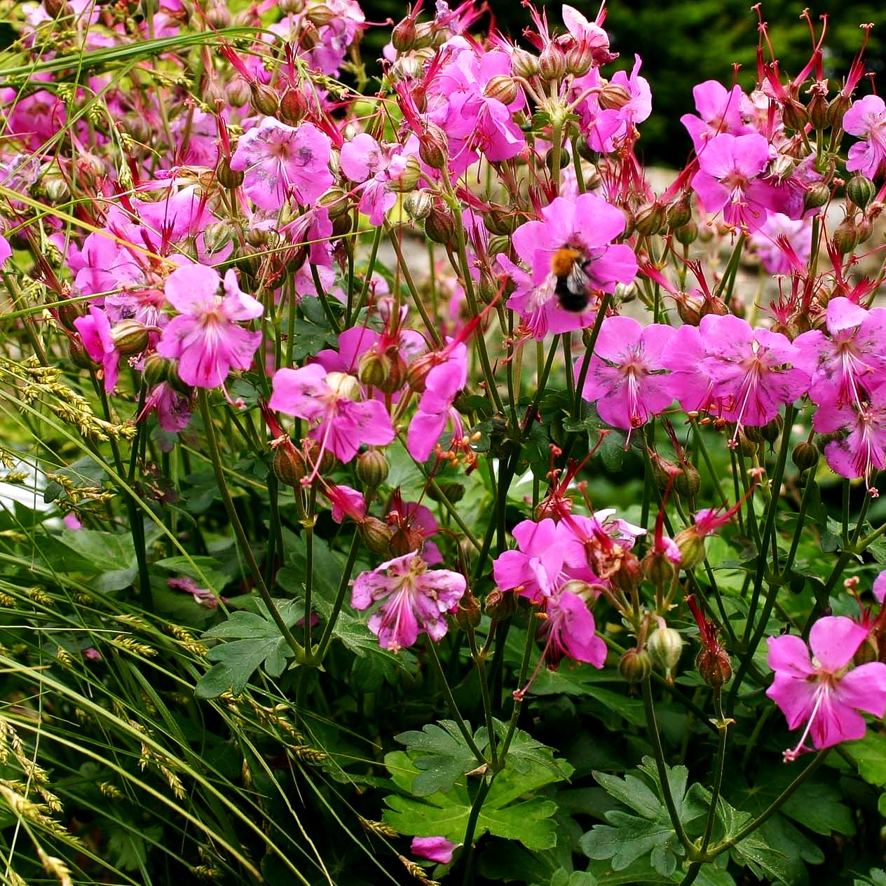 Cambridge - Storchschnabel 'Berggarten' (Geranium x cantabrigiense)