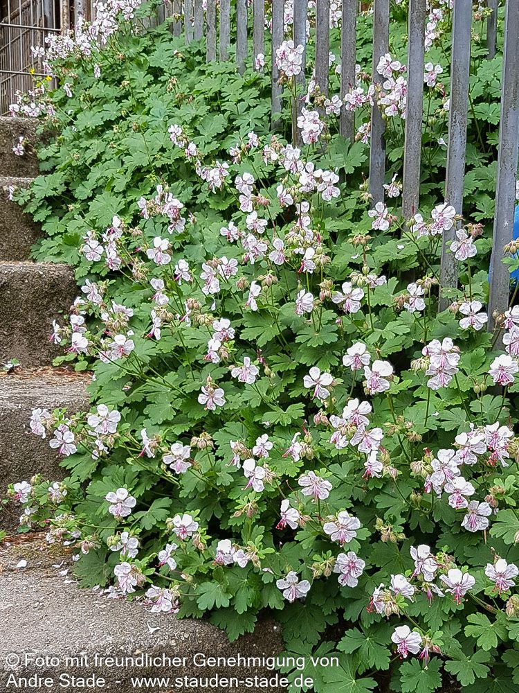 Cambridge-Storchschnabel 'Biokovo' (Geranium x cantabrigiense)
