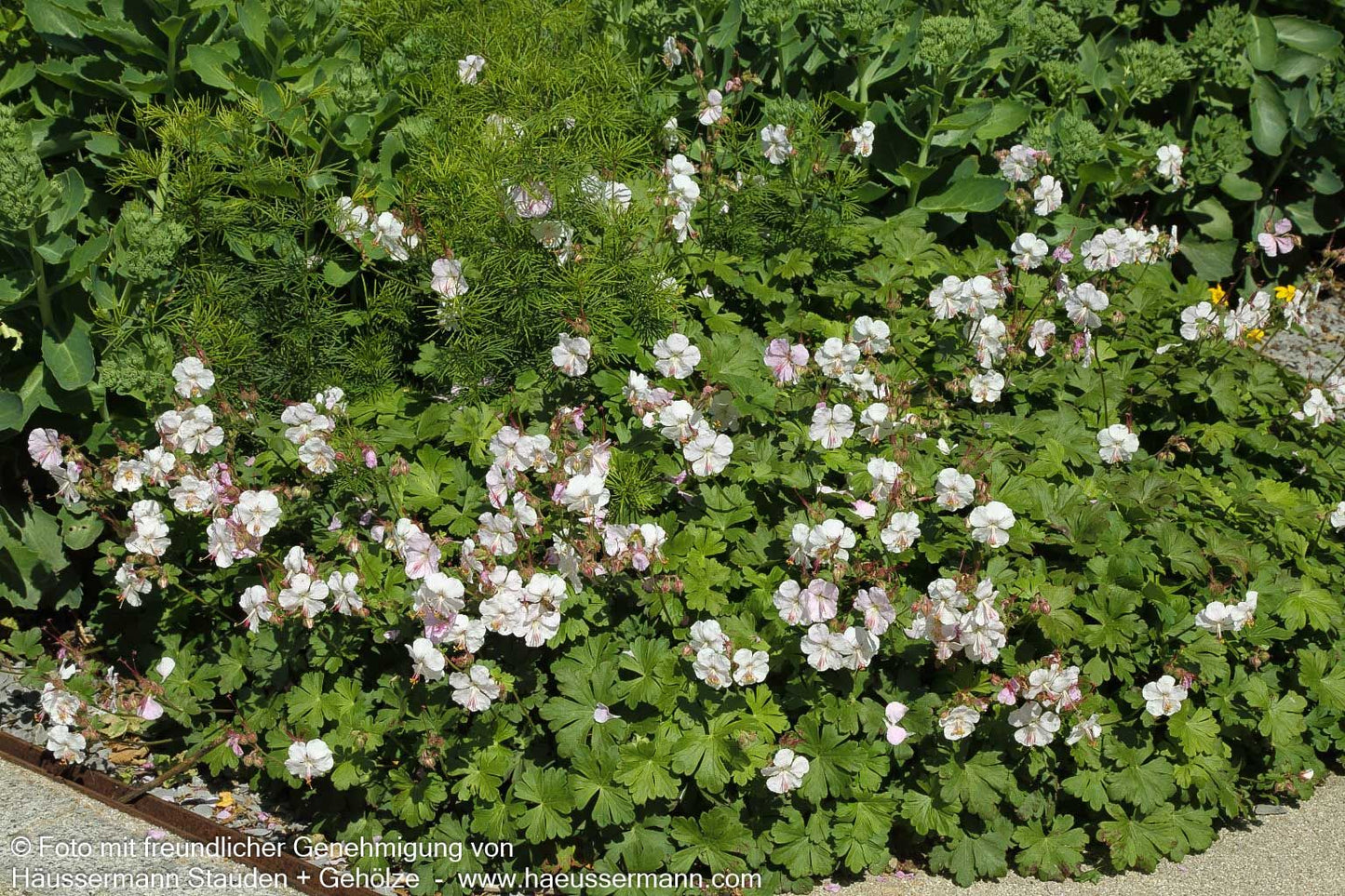 Cambridge-Storchschnabel 'Biokovo' (Geranium x cantabrigiense)