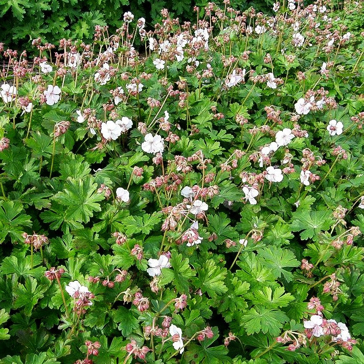 Cambridge-Storchschnabel 'Biokovo' (Geranium x cantabrigiense)