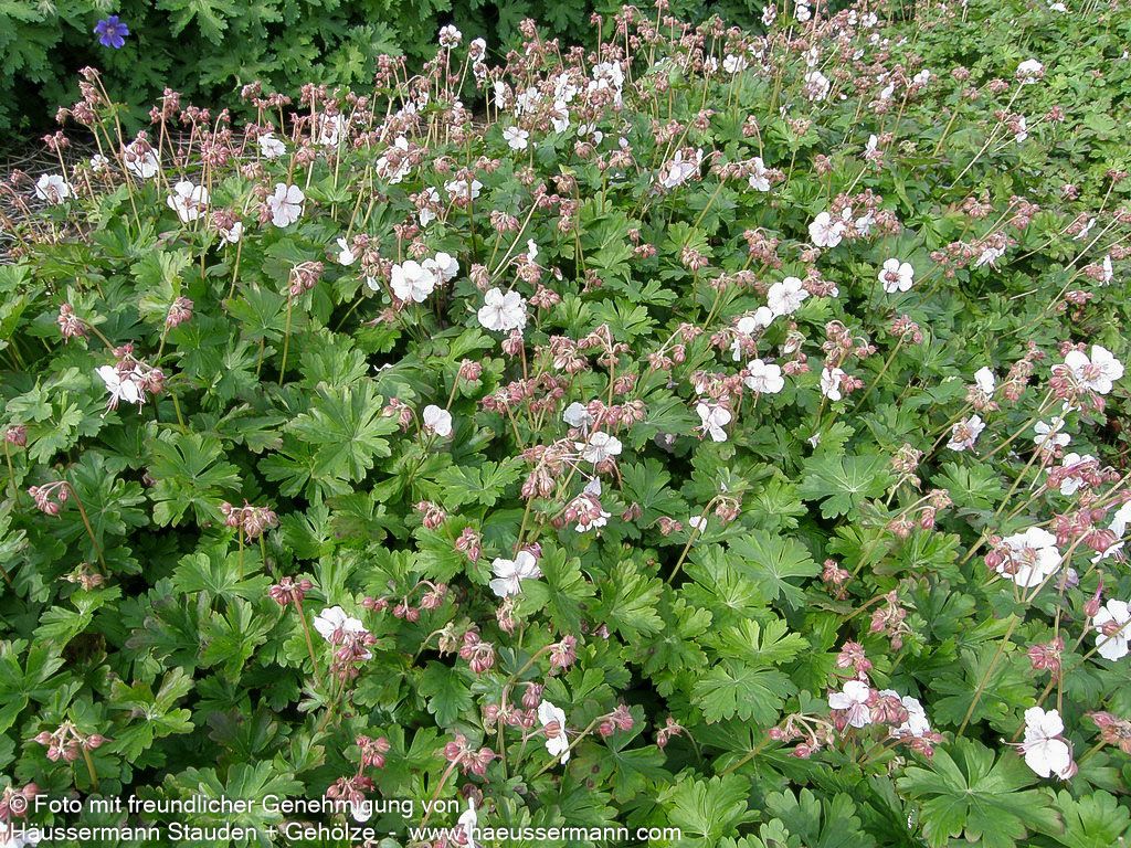 Cambridge-Storchschnabel 'Biokovo' (Geranium x cantabrigiense)