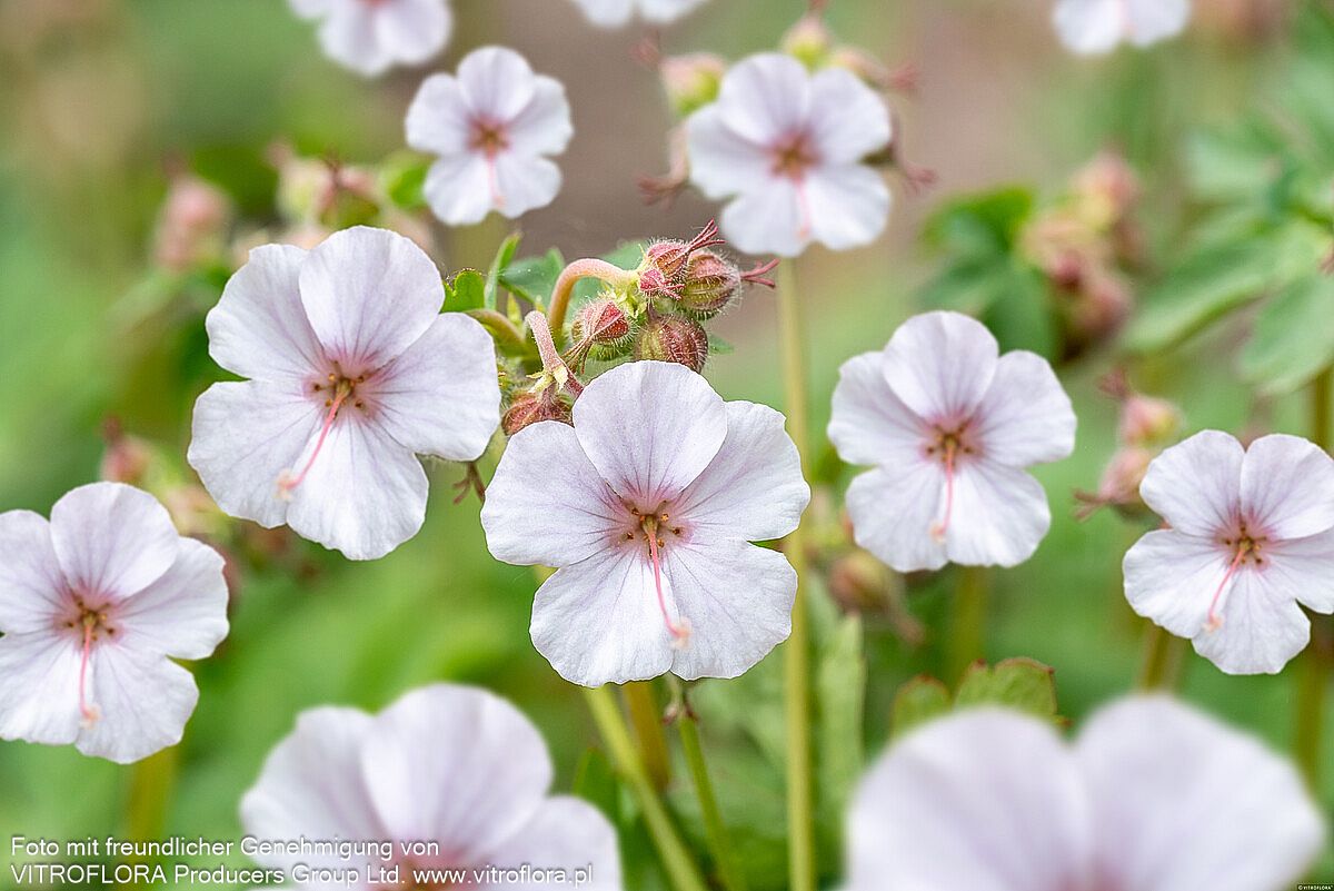 Cambridge-Storchschnabel 'Biokovo' (Geranium x cantabrigiense)