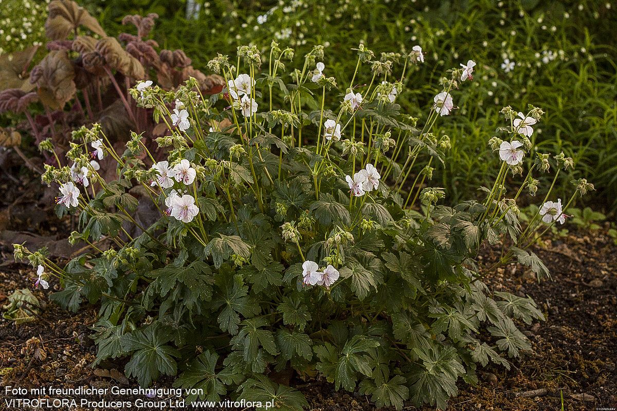 Cambridge-Storchschnabel 'Biokovo' (Geranium x cantabrigiense)