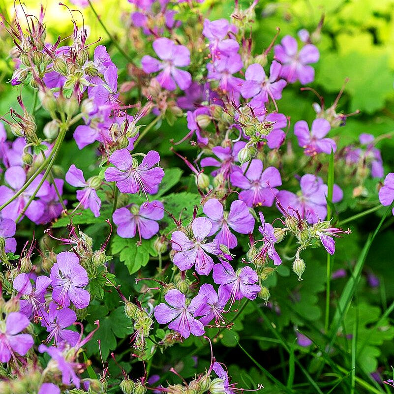 Cambridge-Storchschnabel 'Cambridge' (Geranium x cantabrigiense)