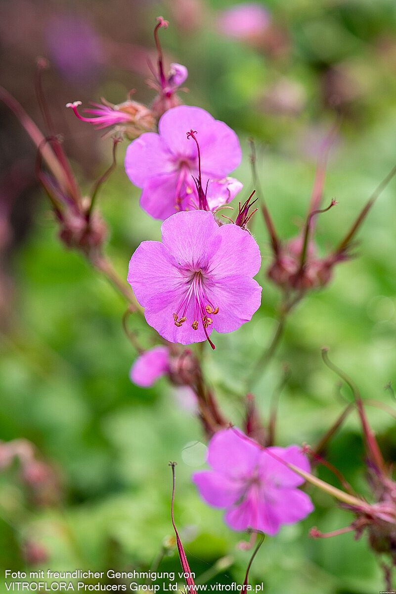 Cambridge-Storchschnabel 'Karmina' (Geranium x cantabrigiense)
