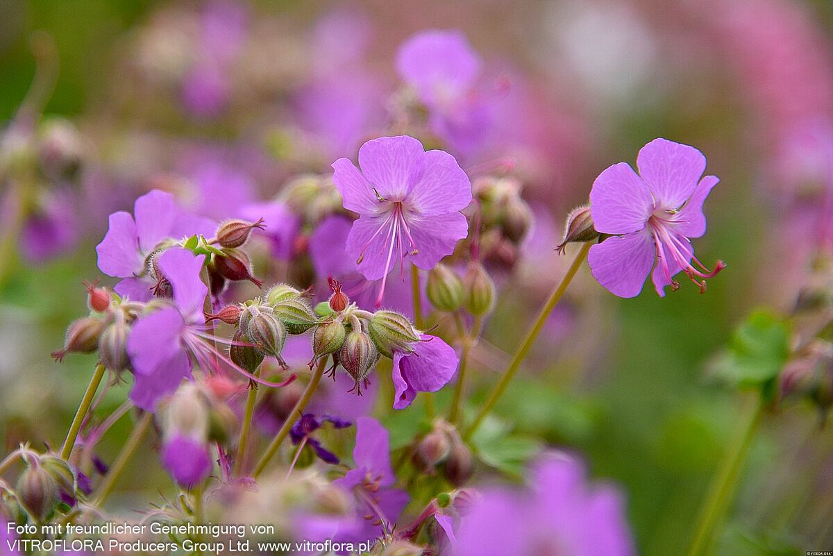 Cambridge-Storchschnabel 'Karmina' (Geranium x cantabrigiense)