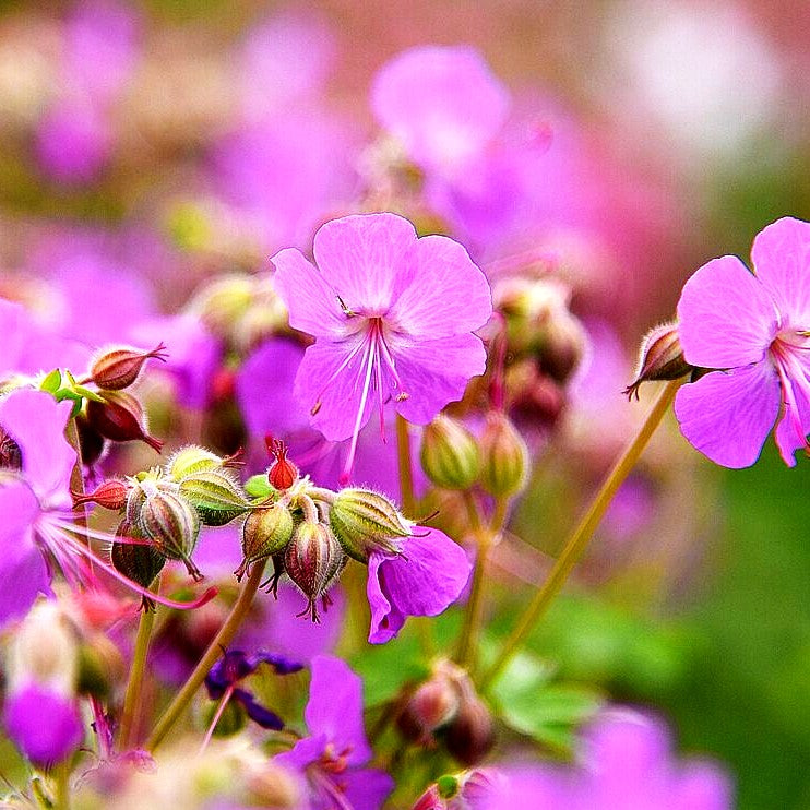 Cambridge-Storchschnabel 'Karmina' (Geranium x cantabrigiense)