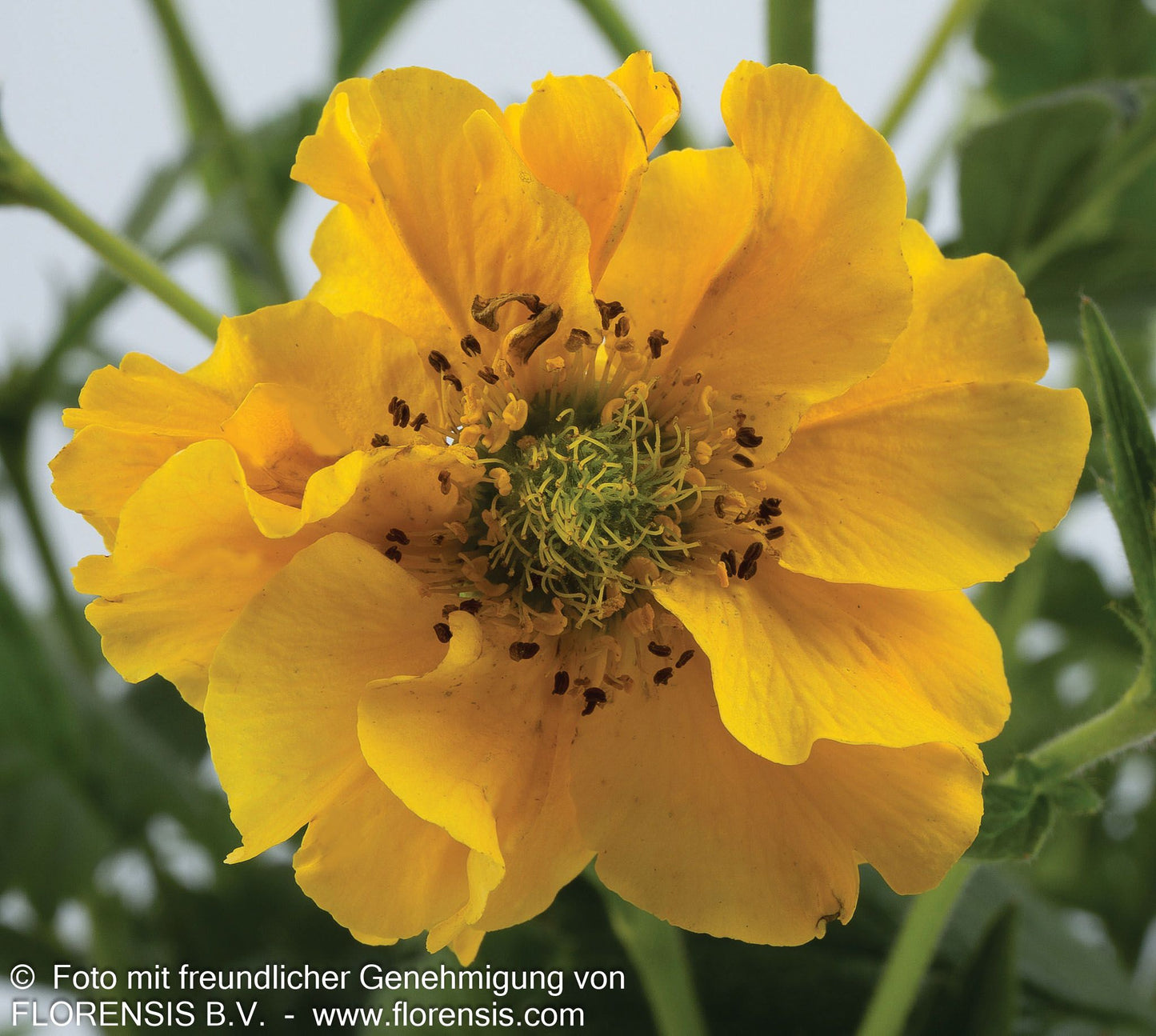 Chilenische Nelkenwurz 'Lady Stratheden' (Geum chiloense)
