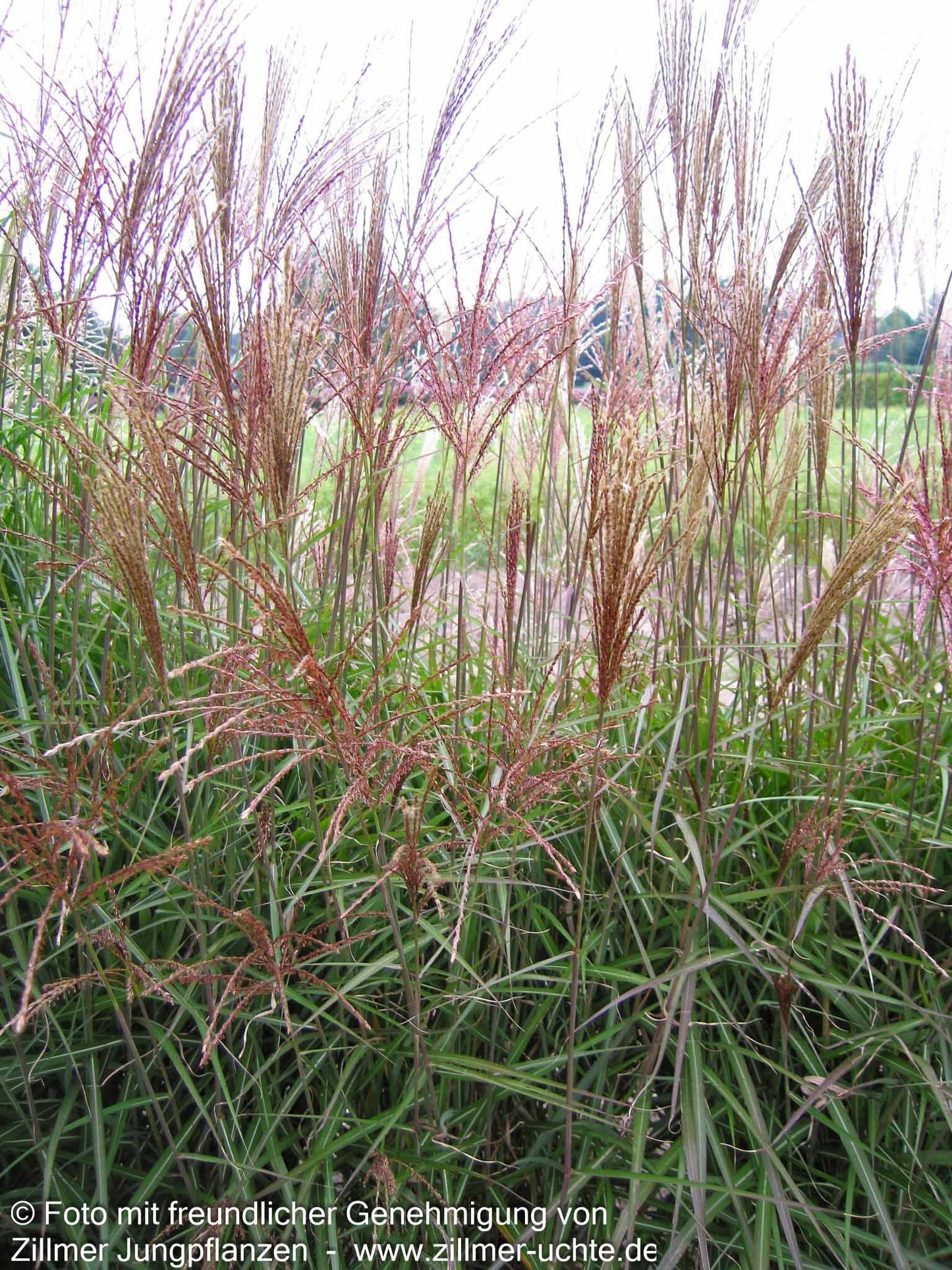Chinaschilf 'Dronning Ingrid' (Miscanthus sinensis)
