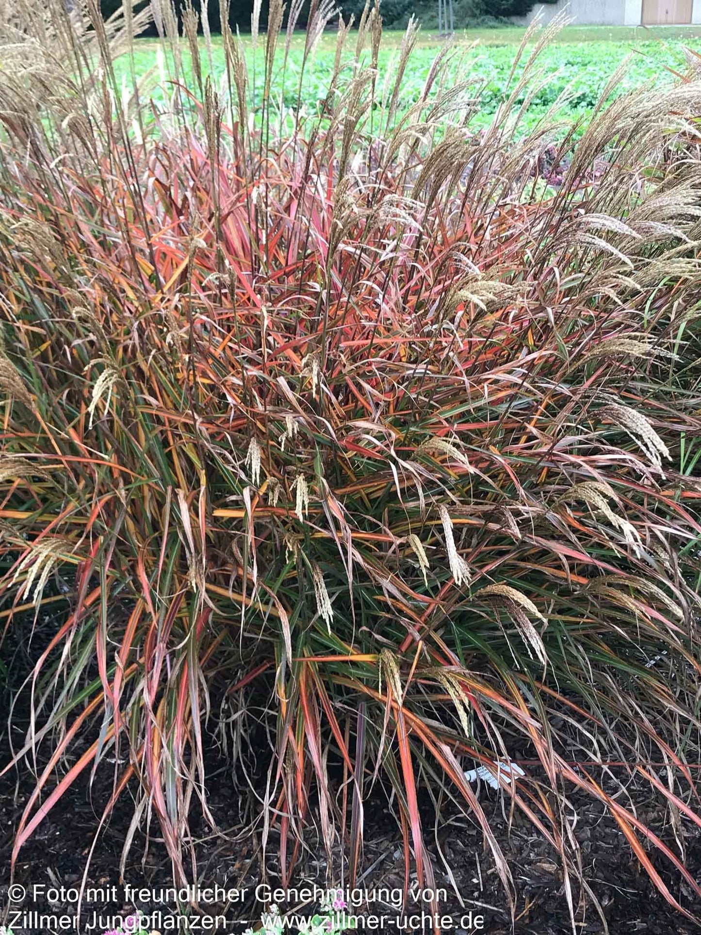 Chinaschilf 'Dronning Ingrid' (Miscanthus sinensis)