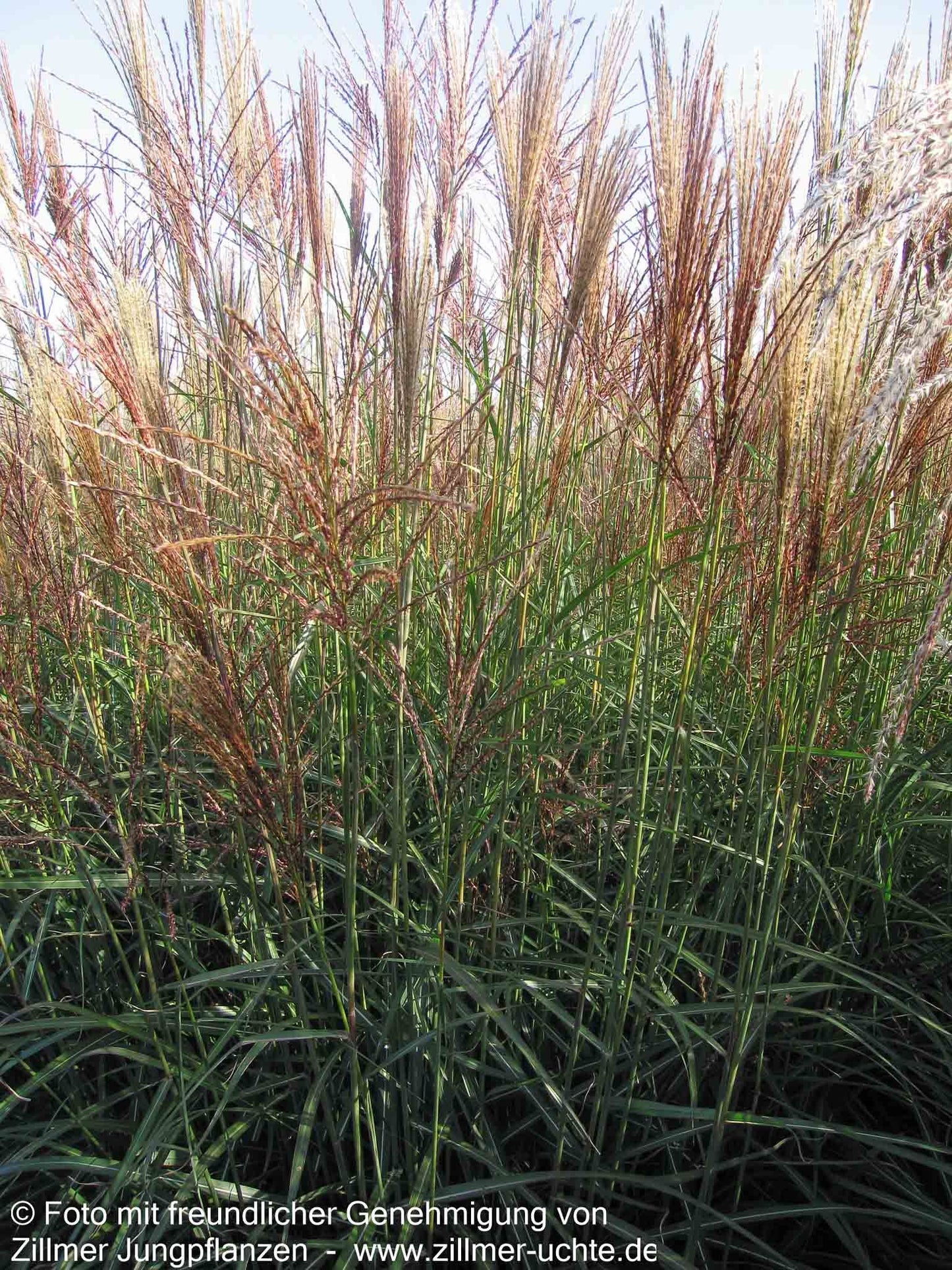 Chinaschilf 'Dronning Ingrid' (Miscanthus sinensis)
