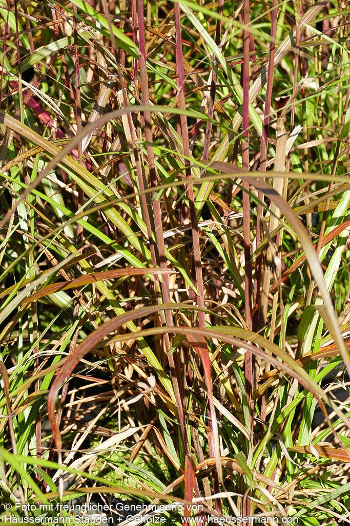 Chinaschilf 'Dronning Ingrid' (Miscanthus sinensis)