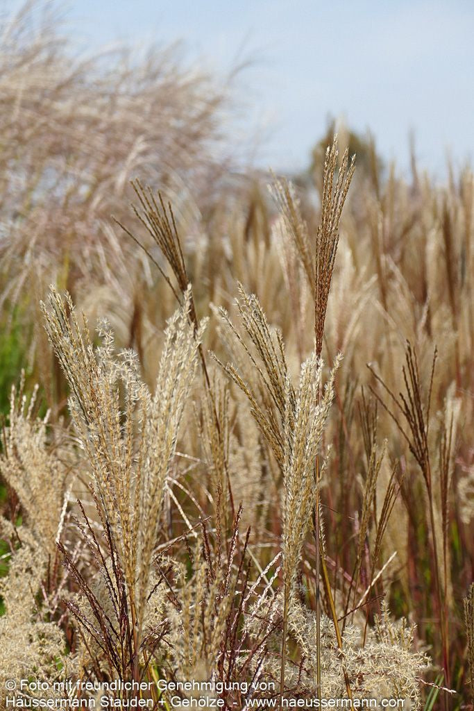 Chinaschilf 'Dronning Ingrid' (Miscanthus sinensis)