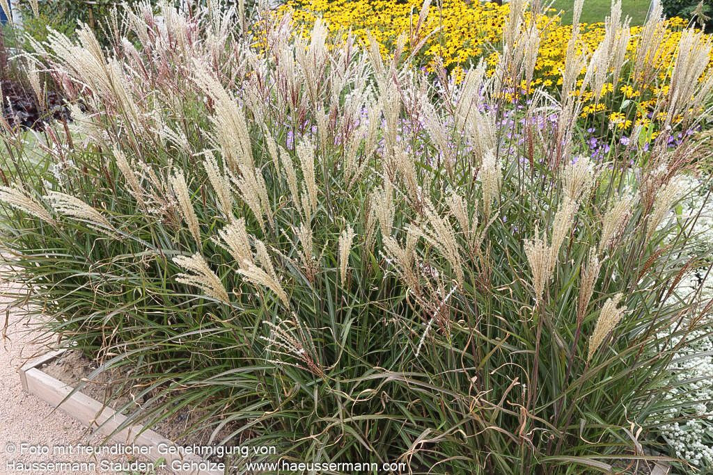 Chinaschilf 'Dronning Ingrid' (Miscanthus sinensis)