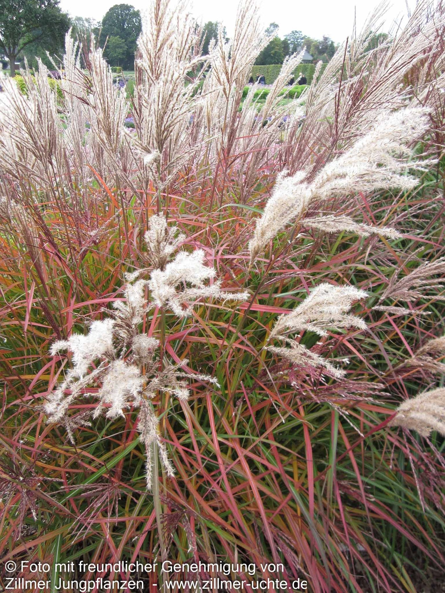 Chinaschilf 'Ferner Osten' (Miscanthus sinensis)