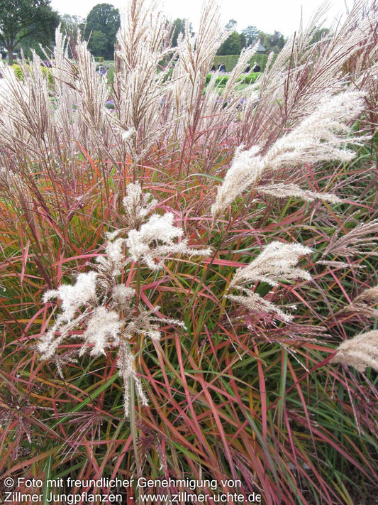 Chinaschilf 'Ferner Osten' (Miscanthus sinensis)