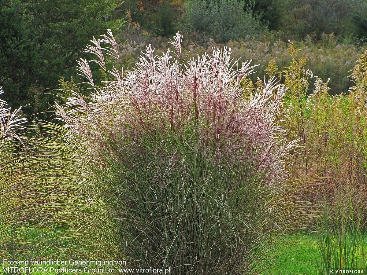 Chinaschilf 'Ferner Osten' (Miscanthus sinensis)