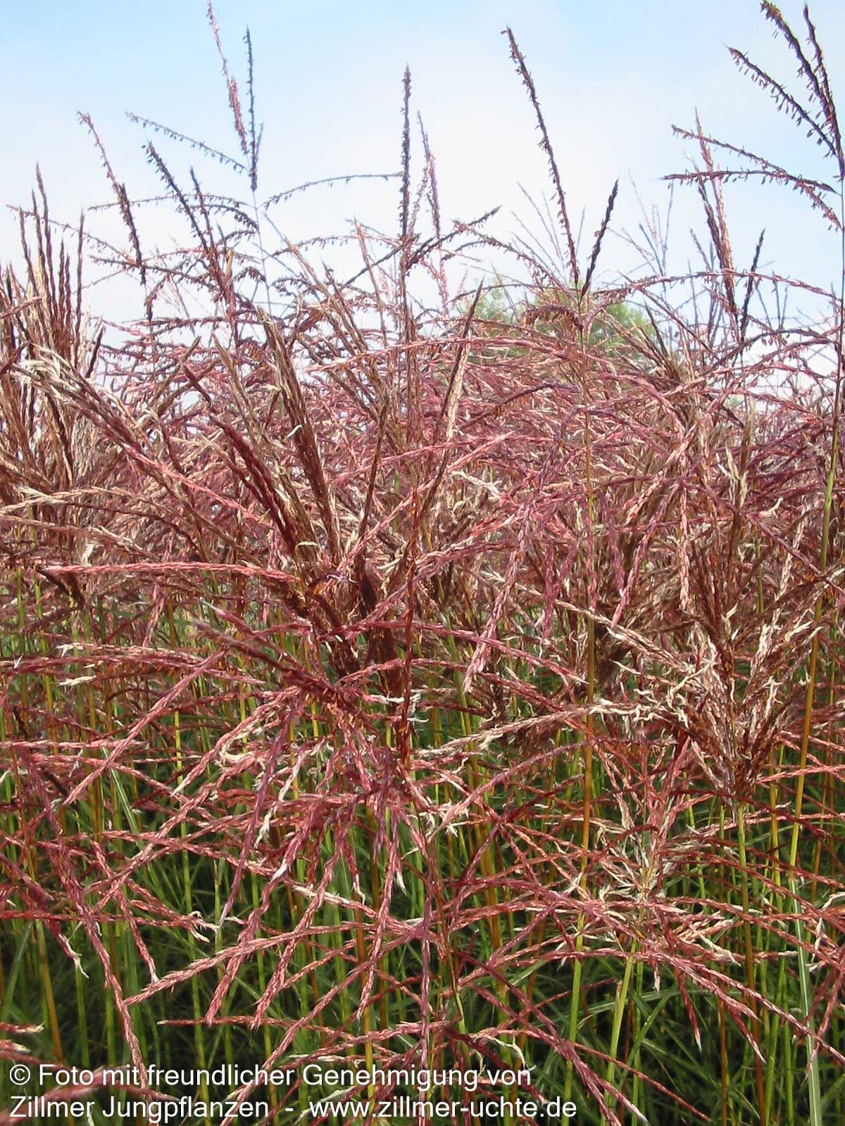 Chinaschilf 'Ferner Osten' (Miscanthus sinensis)