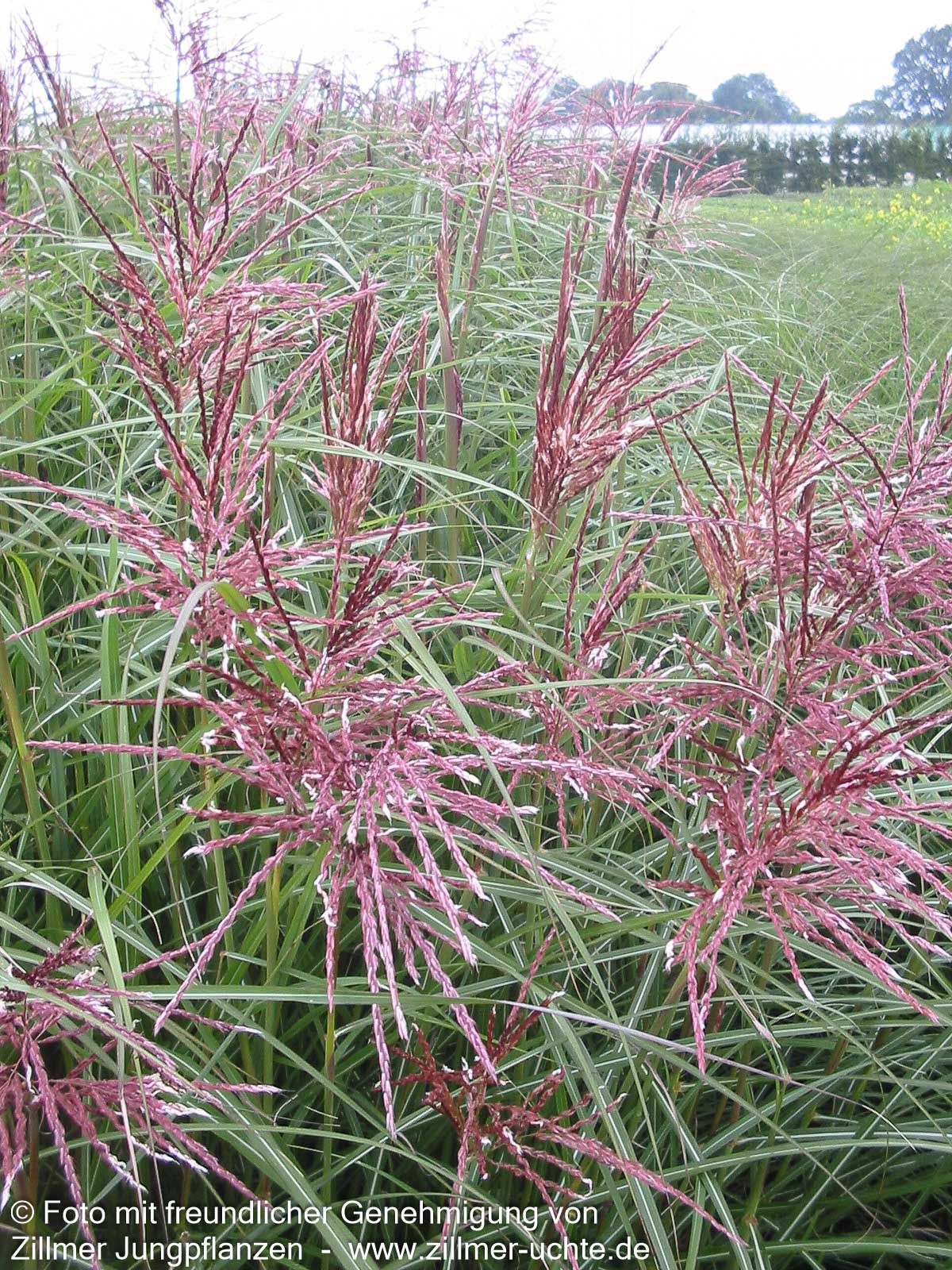 Chinaschilf 'Ferner Osten' (Miscanthus sinensis)