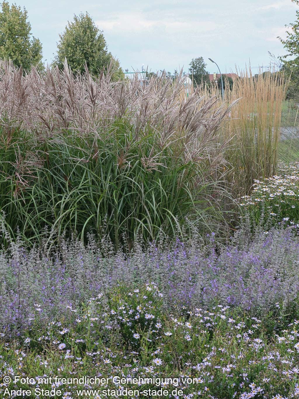 Chinaschilf 'Ferner Osten' (Miscanthus sinensis)