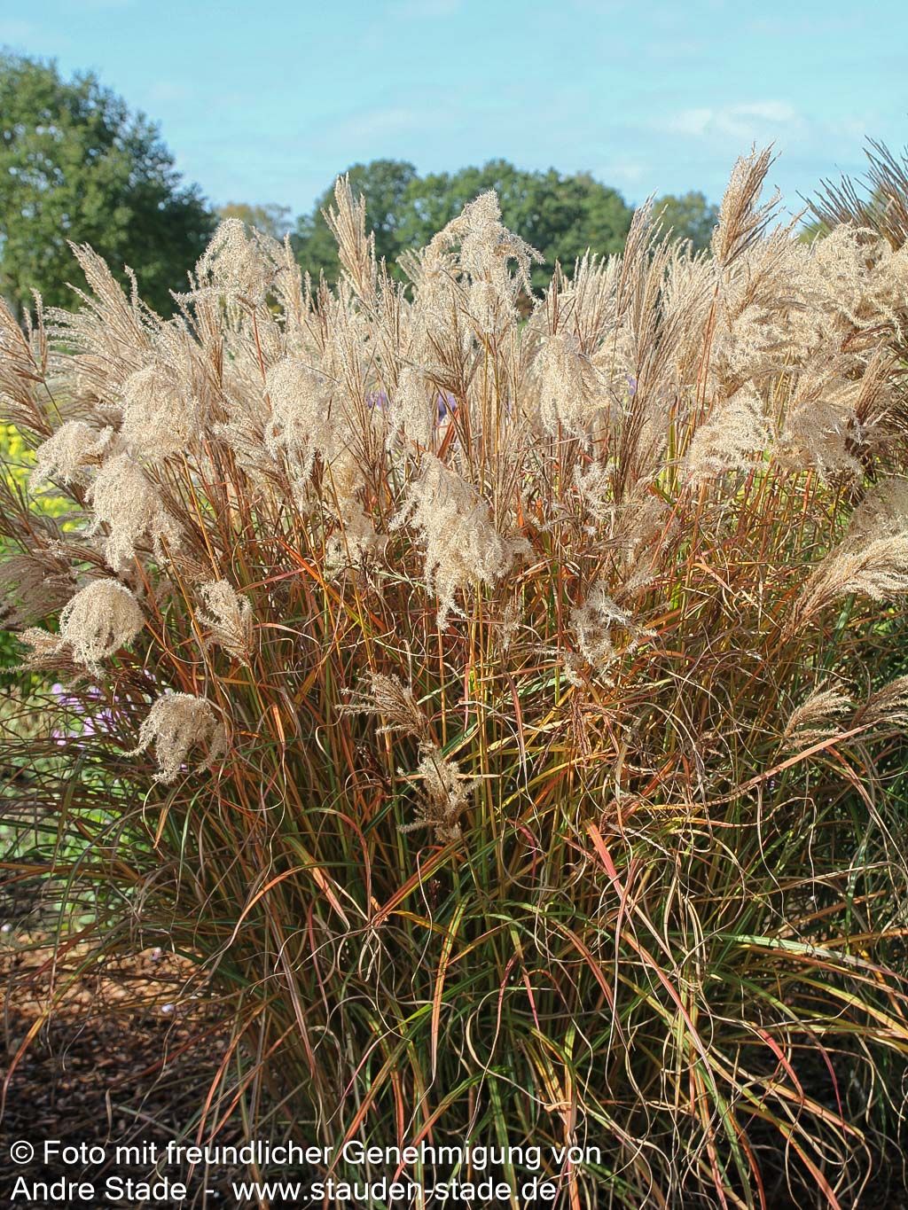 Chinaschilf 'Ferner Osten' (Miscanthus sinensis)