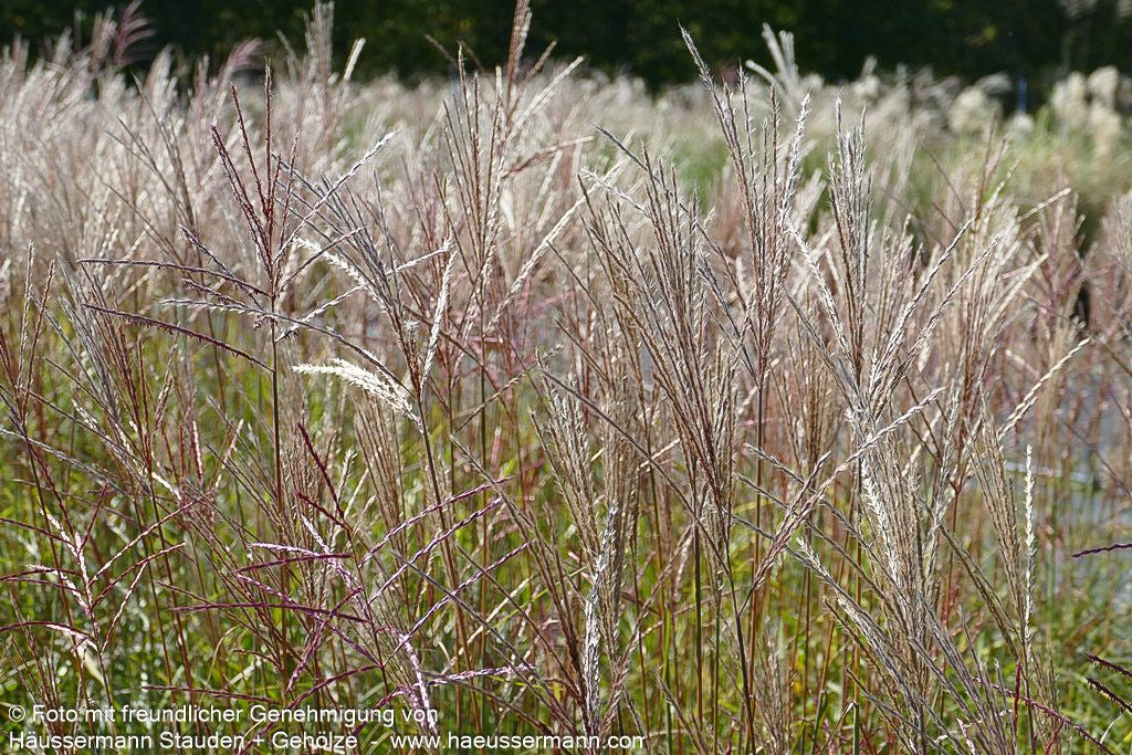 Chinaschilf 'Ferner Osten' (Miscanthus sinensis)