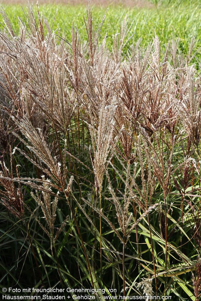 Chinaschilf 'Ferner Osten' (Miscanthus sinensis)