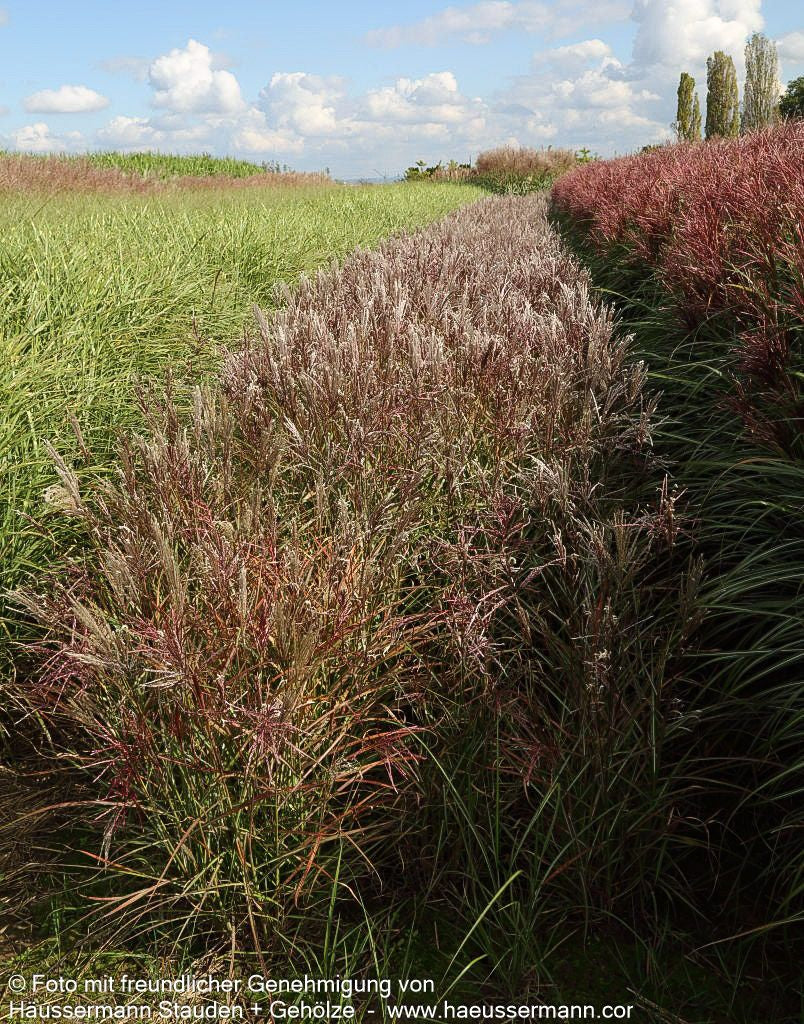 Chinaschilf 'Ferner Osten' (Miscanthus sinensis)