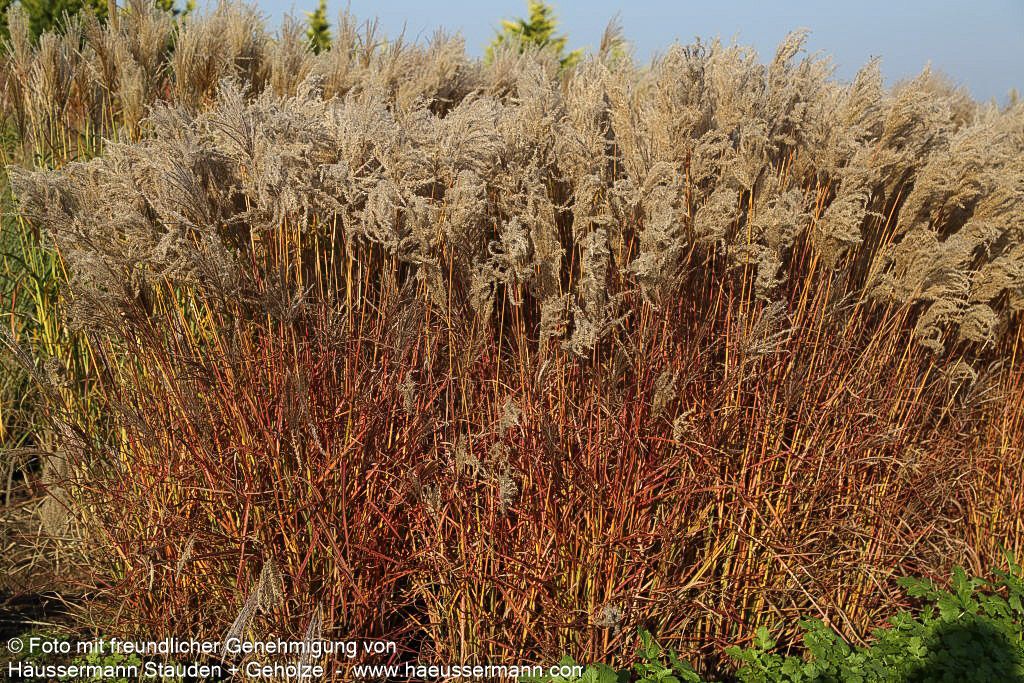 Chinaschilf 'Ferner Osten' (Miscanthus sinensis)