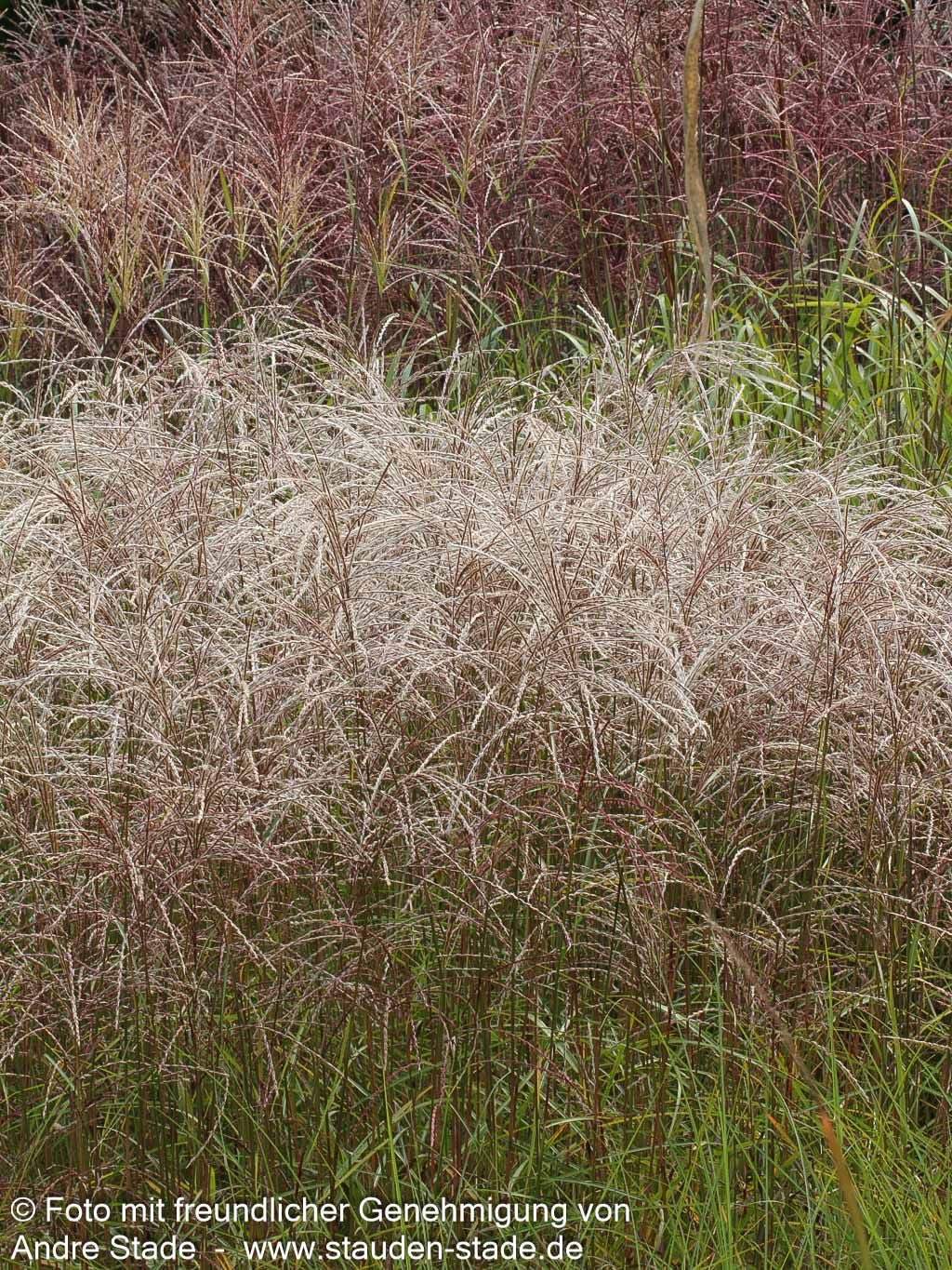 Chinaschilf 'Flamingo' (Miscanthus sinensis)