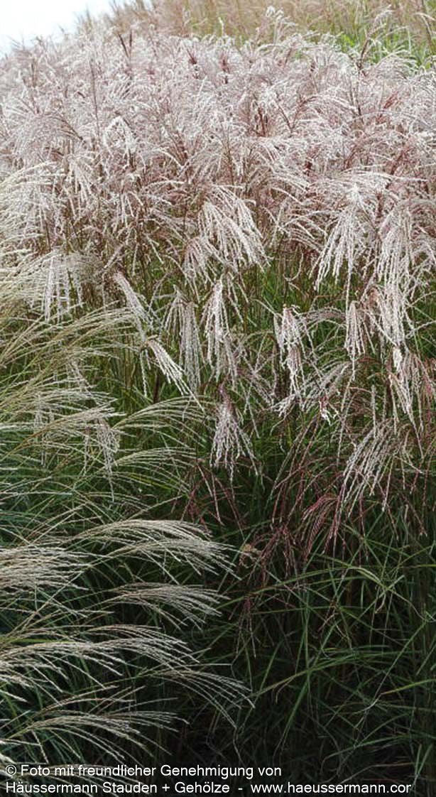 Chinaschilf 'Flamingo' (Miscanthus sinensis)