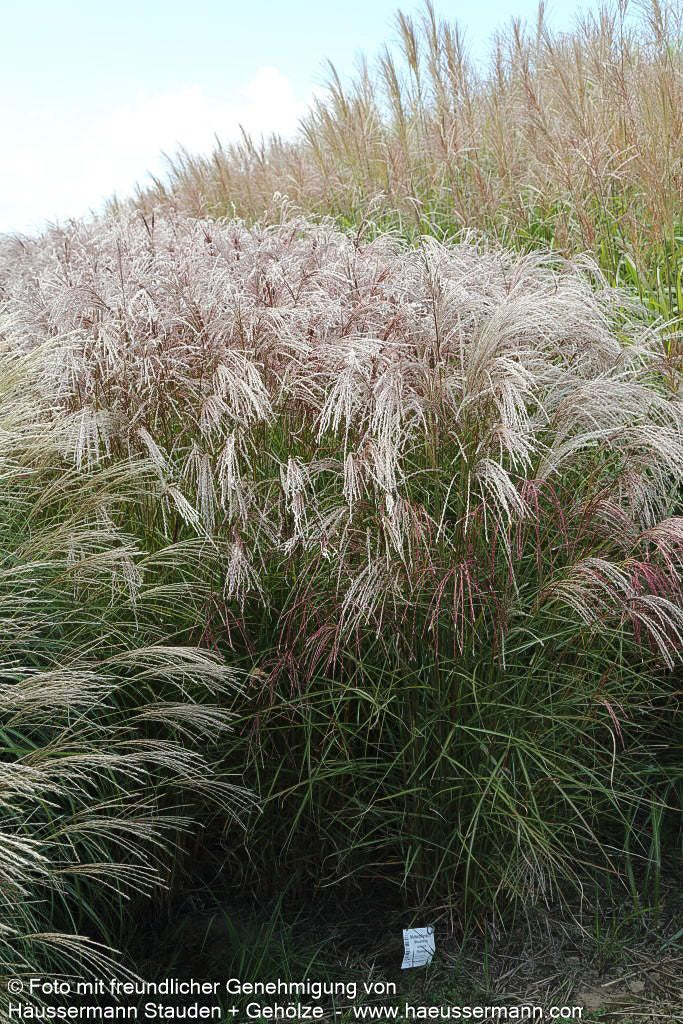 Chinaschilf 'Flamingo' (Miscanthus sinensis)