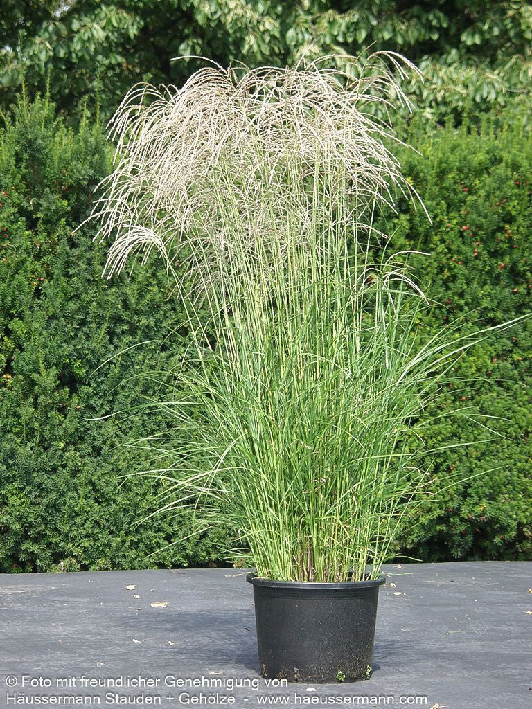 Chinaschilf 'Flamingo' (Miscanthus sinensis)