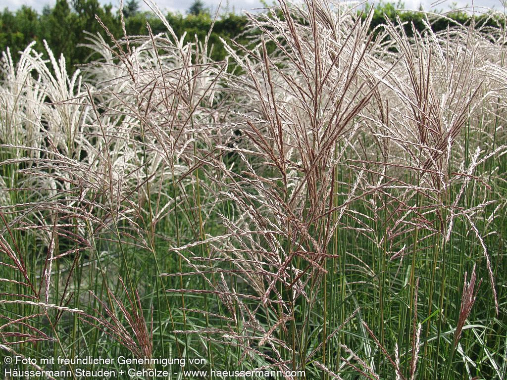 Chinaschilf 'Flamingo' (Miscanthus sinensis)