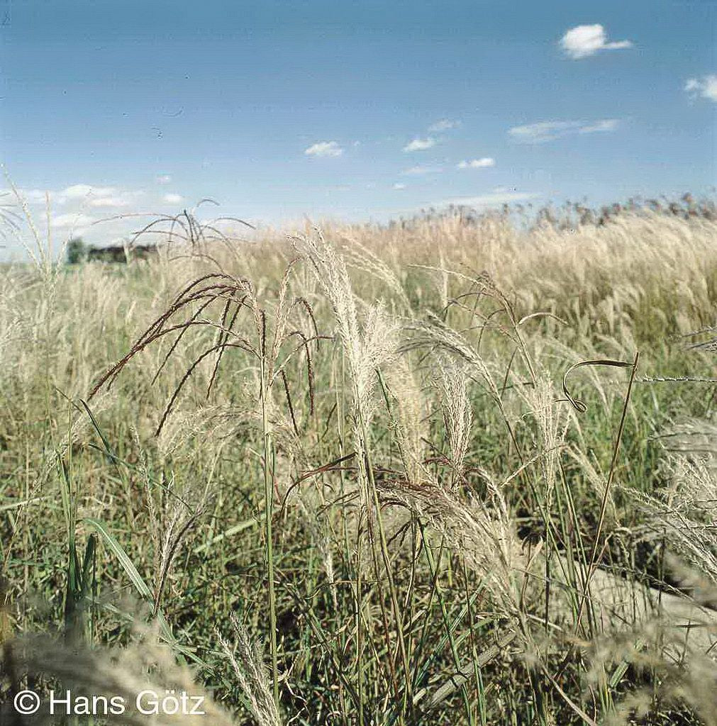 Chinaschilf 'Flamingo' (Miscanthus sinensis)