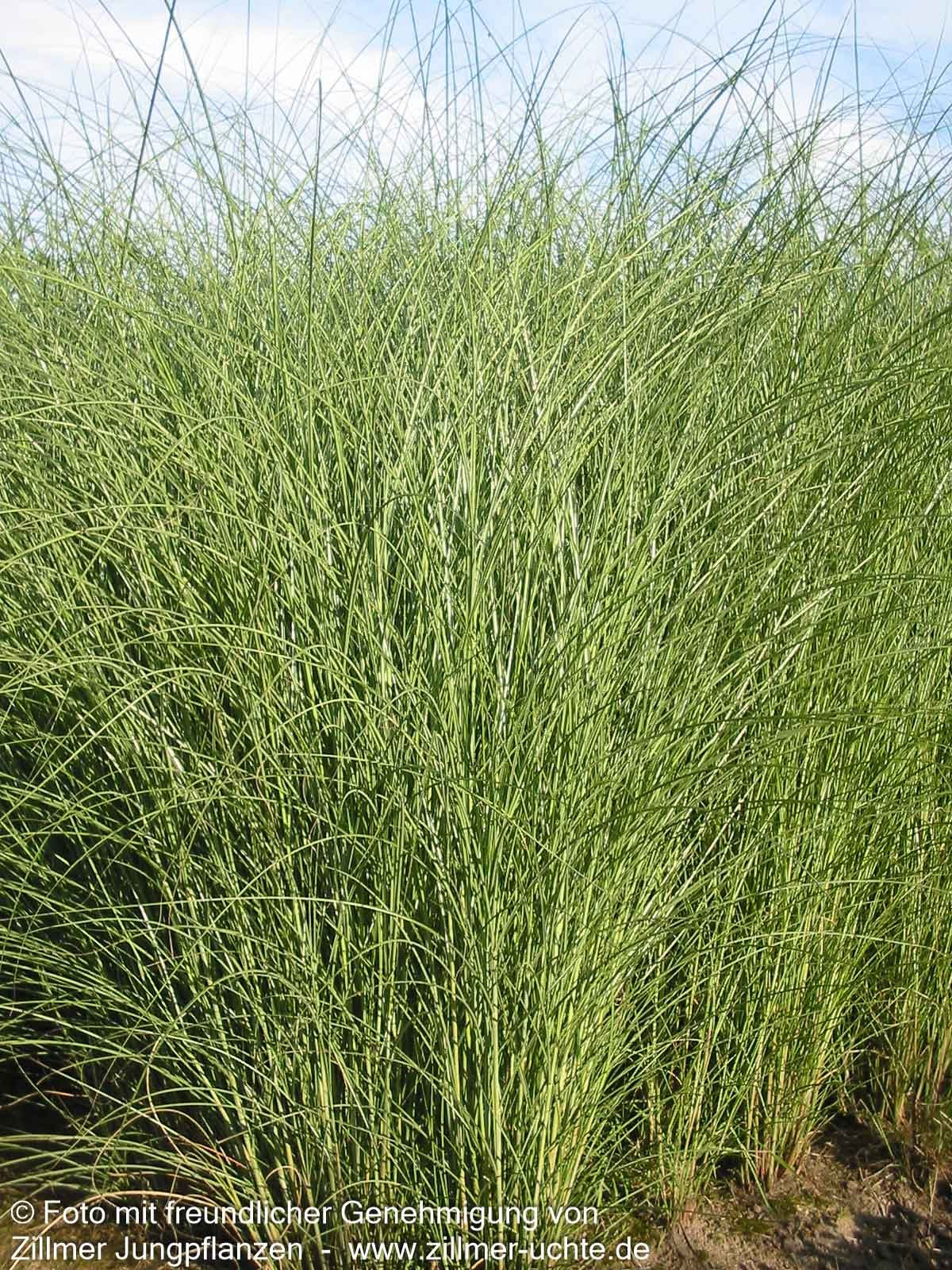 Chinaschilf 'Gracillimus' (Miscanthus sinensis)