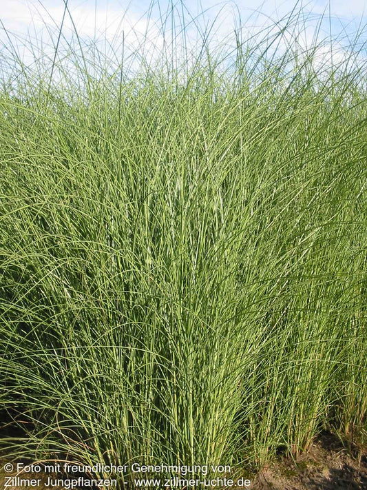 Chinaschilf 'Gracillimus' (Miscanthus sinensis)