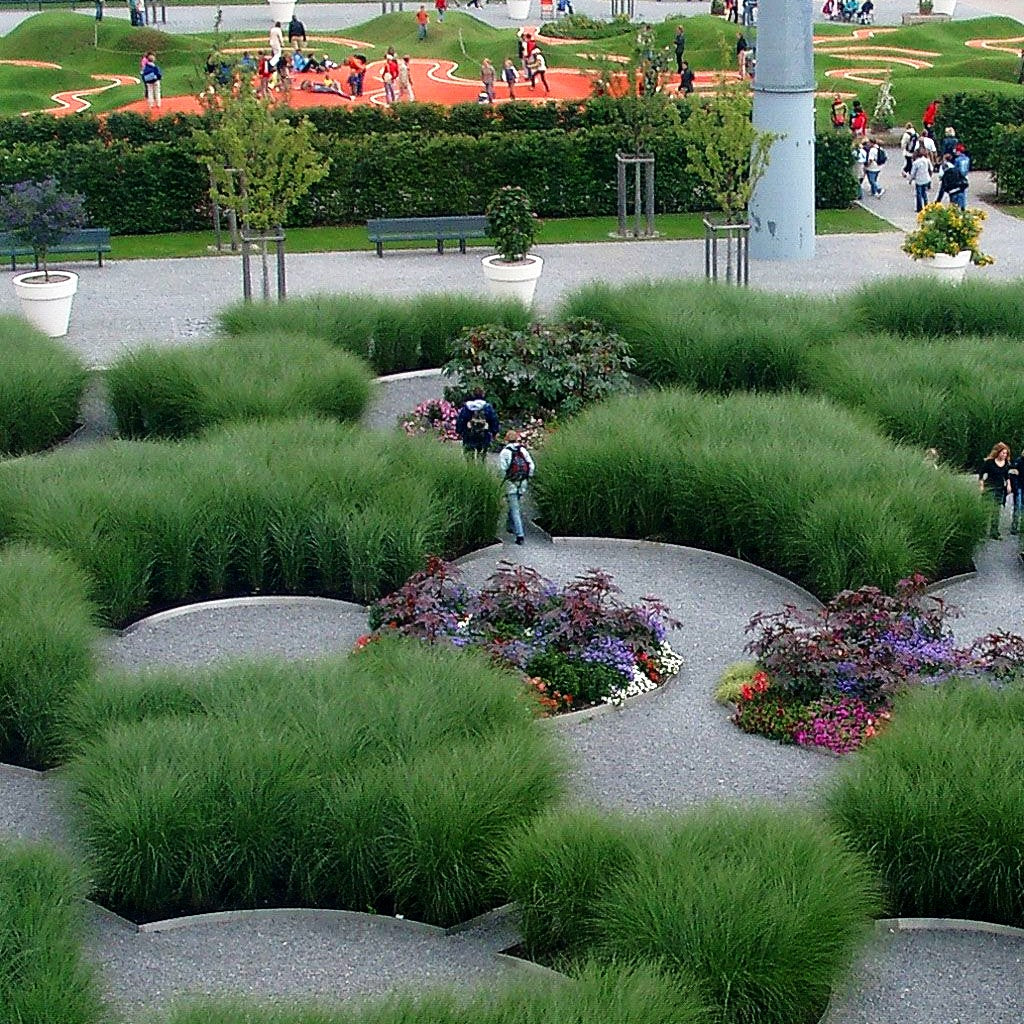 Chinaschilf 'Gracillimus' (Miscanthus sinensis)